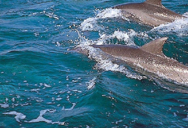 イルカウオッチング