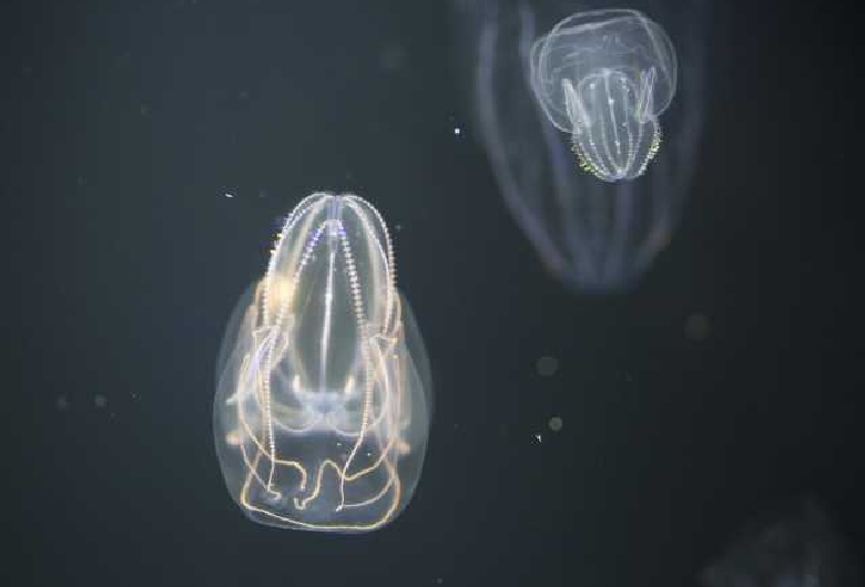 九十九島水族館海きらら