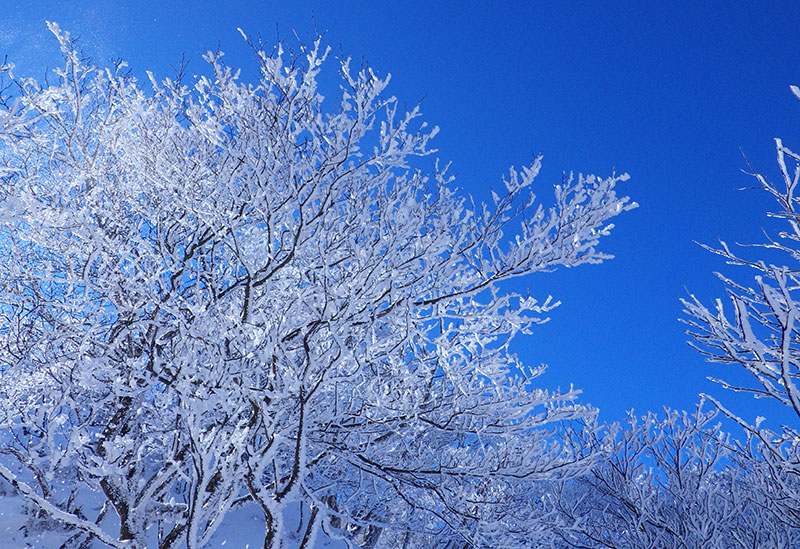 エバーグリーン