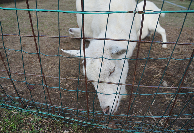 りんりんパークー