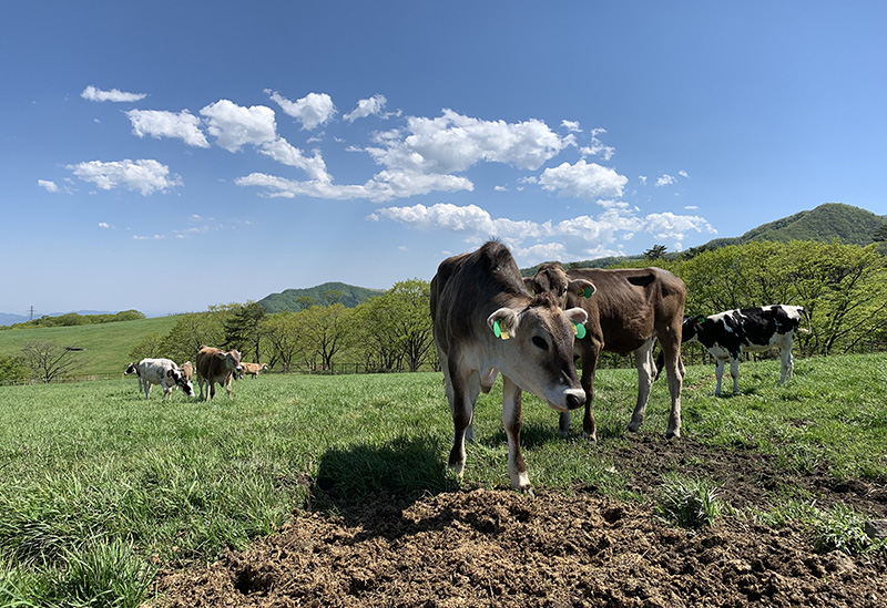 日光霧降高原 大笹牧場