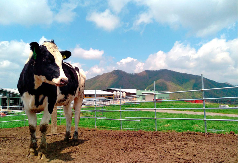 日光霧降高原 大笹牧場