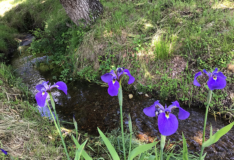 コミュニティガーデン那須倶楽部