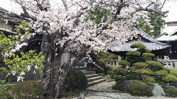 春の画像1