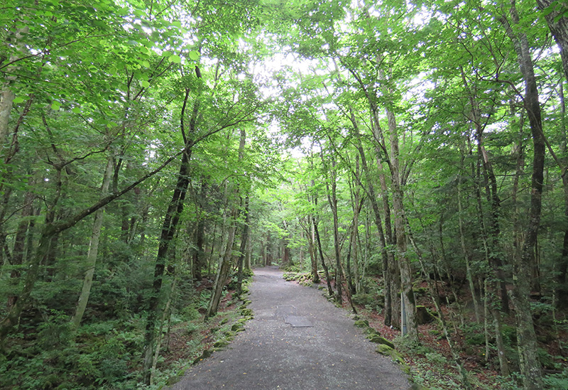 富岳風穴