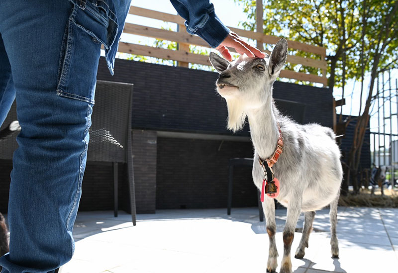 NANPE ANIMALLAND