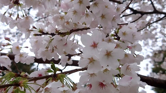 春の画像1