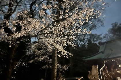 春の画像2