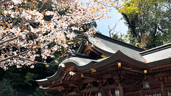 春の画像1