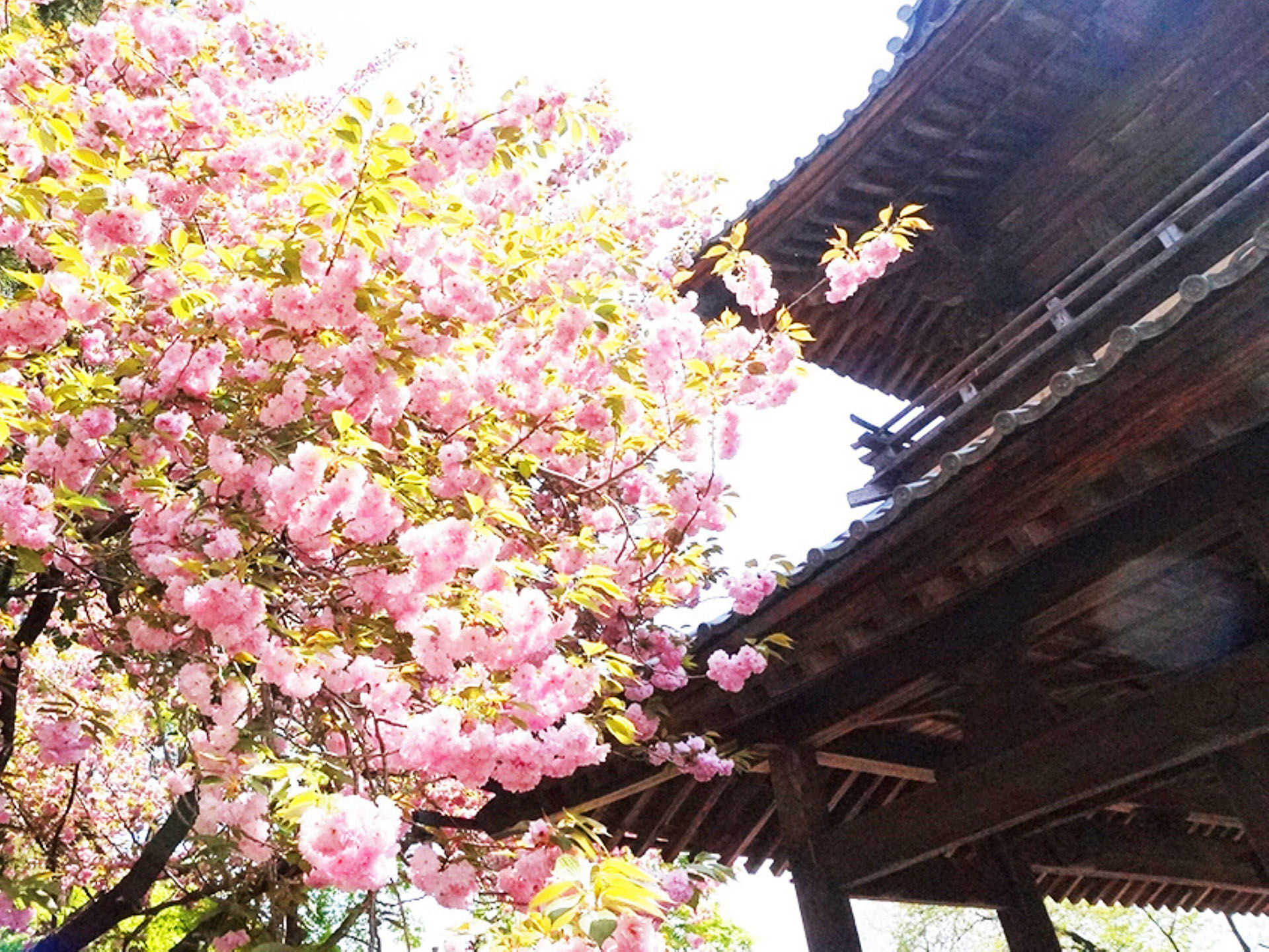 五台山 文殊寺