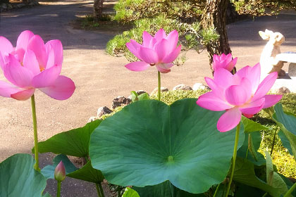 夏の画像2