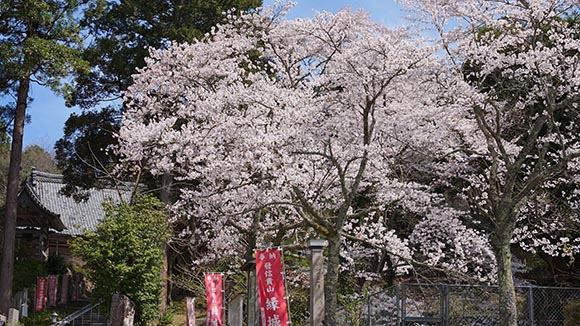 春の画像1