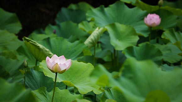夏の画像1