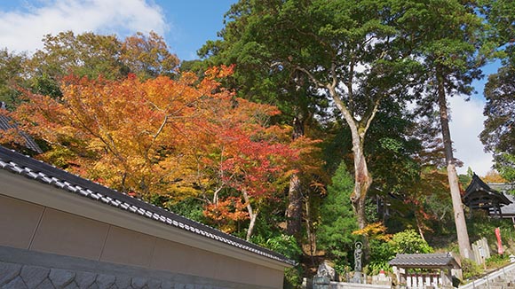 秋の画像1