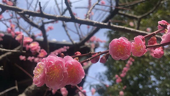 春の画像1