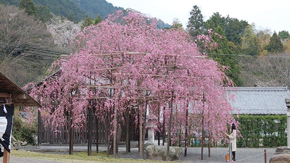 春の画像1