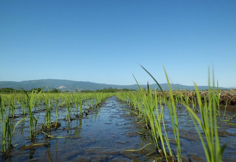 新函館農業協同組合