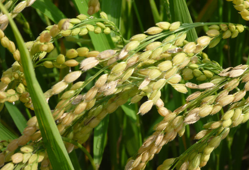 新函館農業協同組合