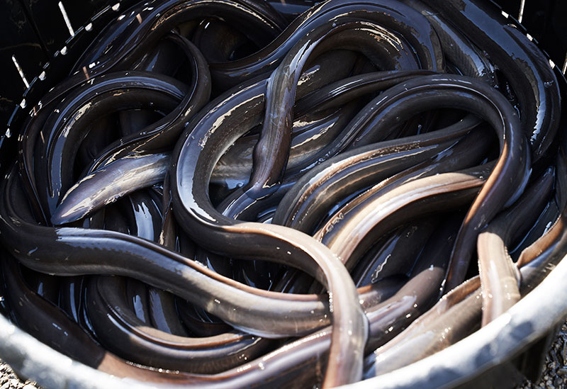 こだわりショップ「みよし」