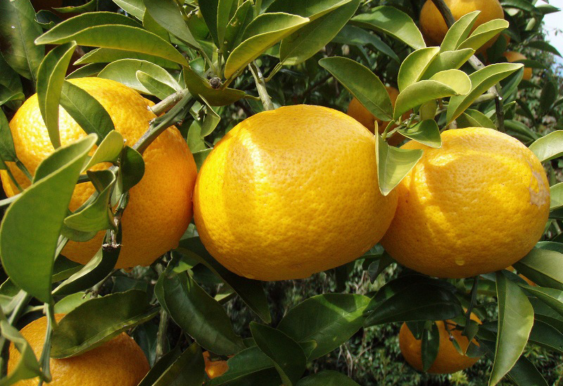 佐藤農場株式会社(鹿島みかん村)