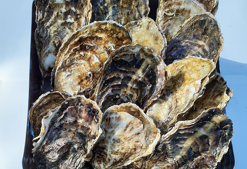 株式会社アミスイ