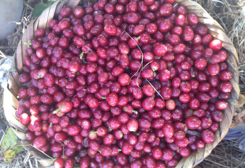 岡本珈琲株式会社