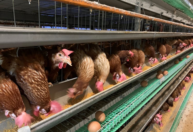 かっぱの健卵 大熊養鶏場