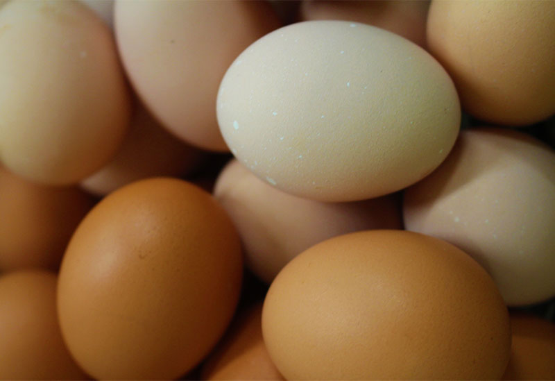 仙寿卵 河瀬養鶏