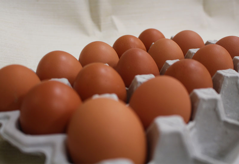 仙寿卵 河瀬養鶏