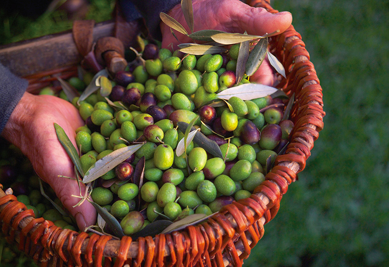 壱岐オリーブ園株式会社