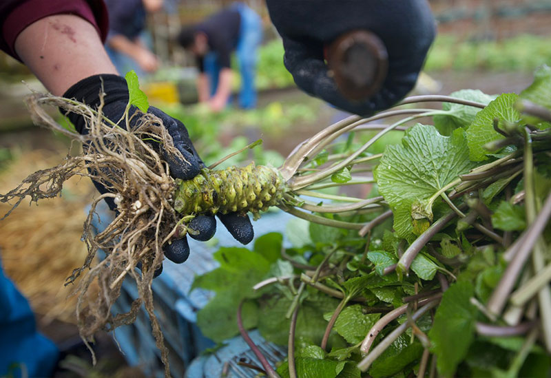 わさびの大見屋
