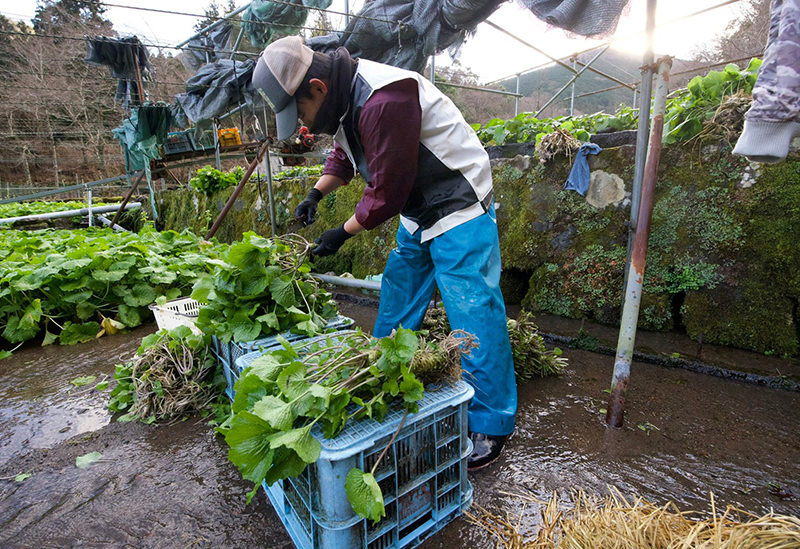 わさびの大見屋