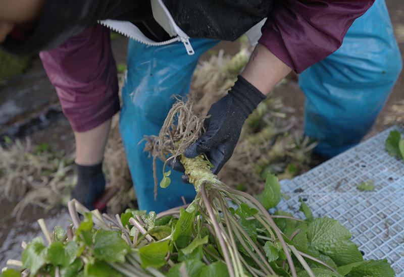 わさびの大見屋