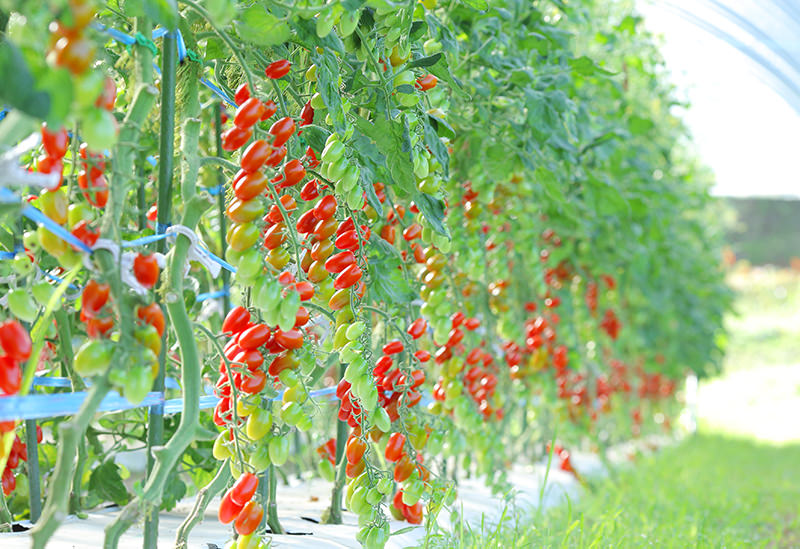 合同会社まえだ農園