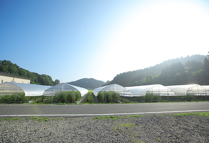 合同会社まえだ農園