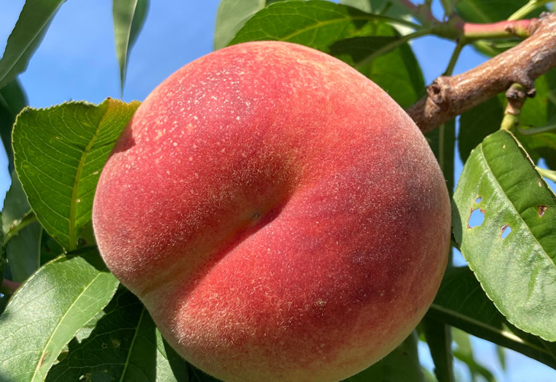 ニトリ観光果樹園