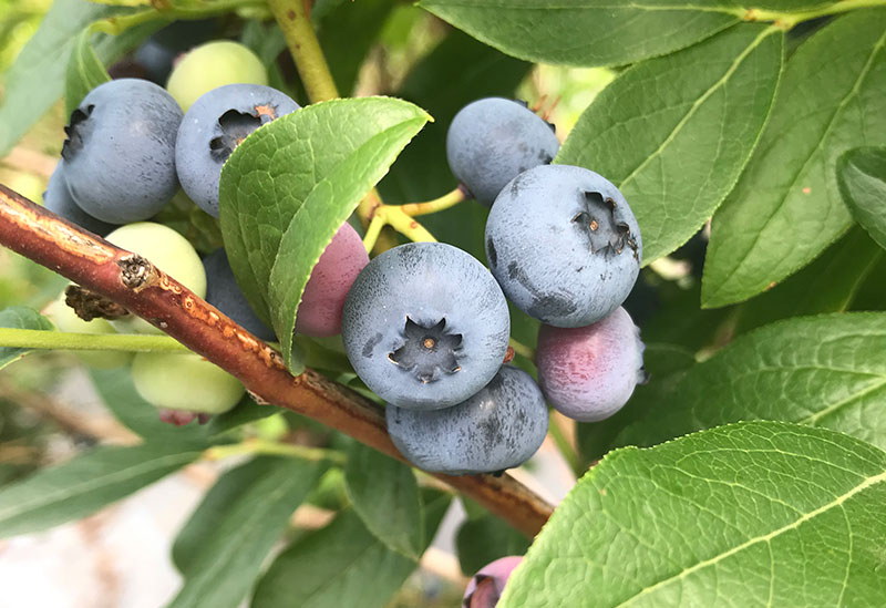 ニトリ観光果樹園