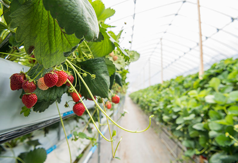 ニトリ観光果樹園