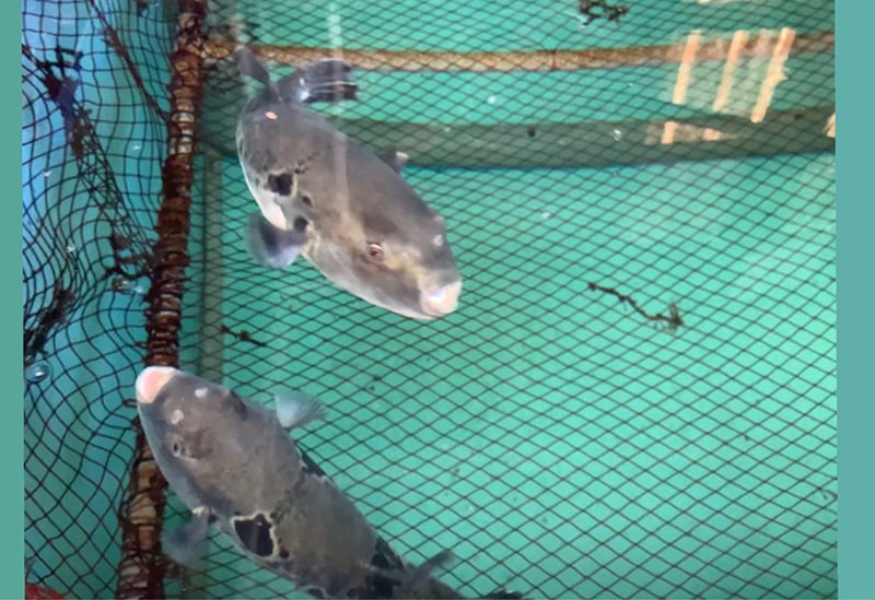 栄ふくネットショップ