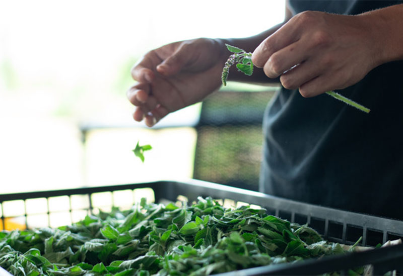 ハーブ農園ペザン