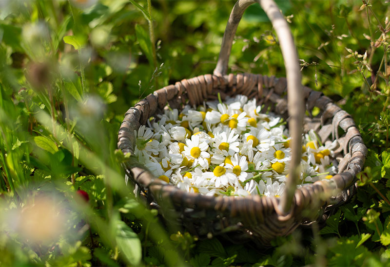ハーブ農園ペザン