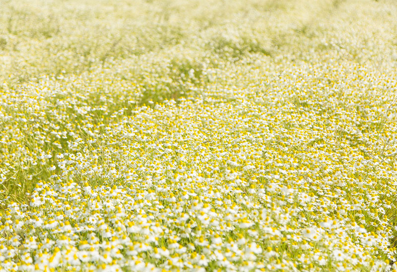 ハーブ農園ペザン