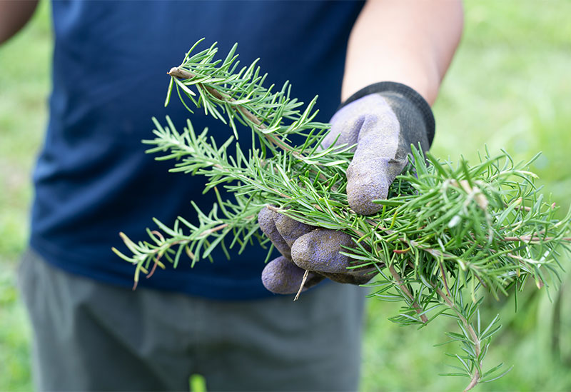 ハーブ農園ペザン