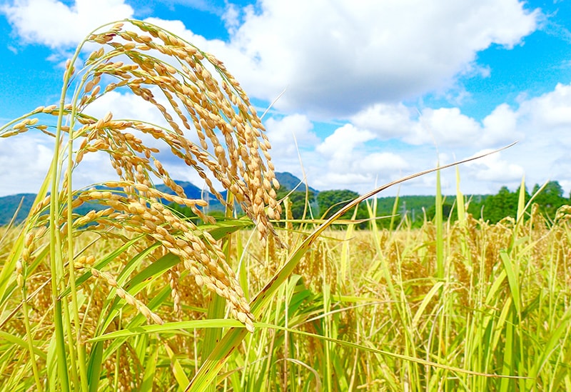 農園ガーデン空