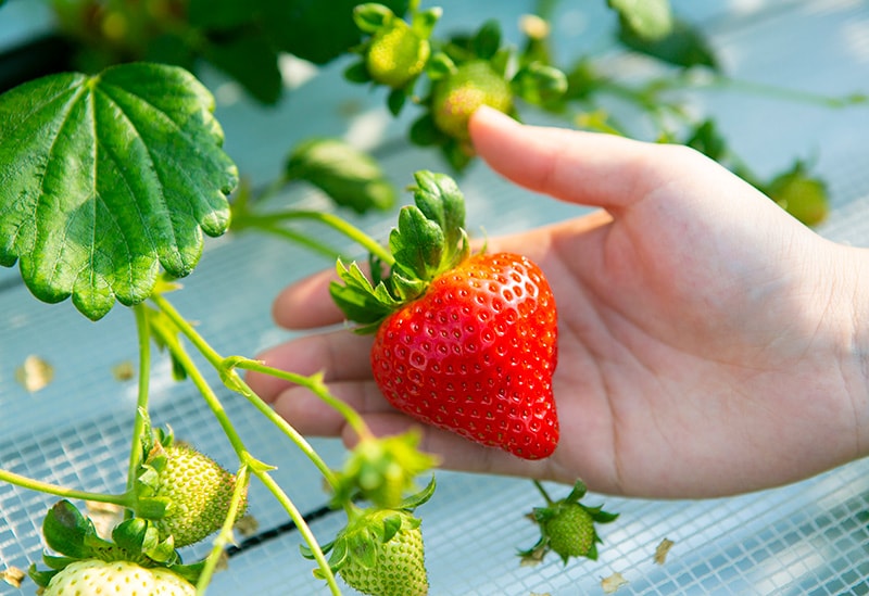 農園ガーデン空