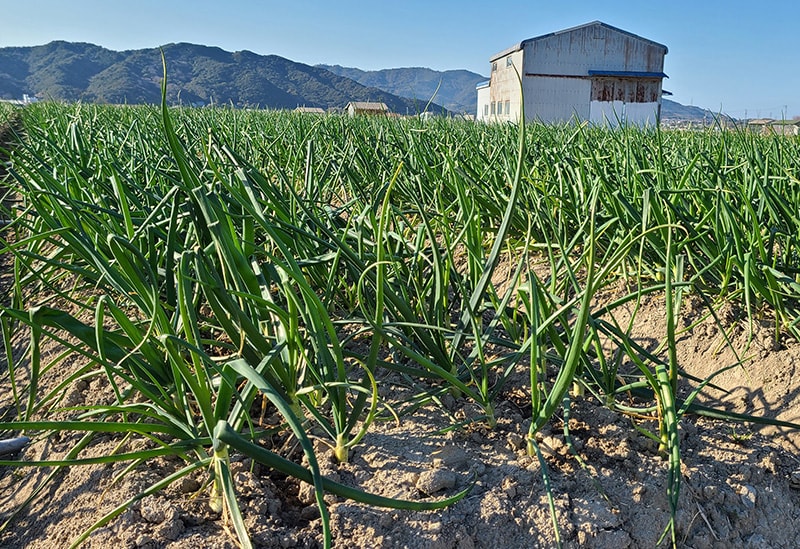 淡路島のたまねぎ屋さん　あさひ