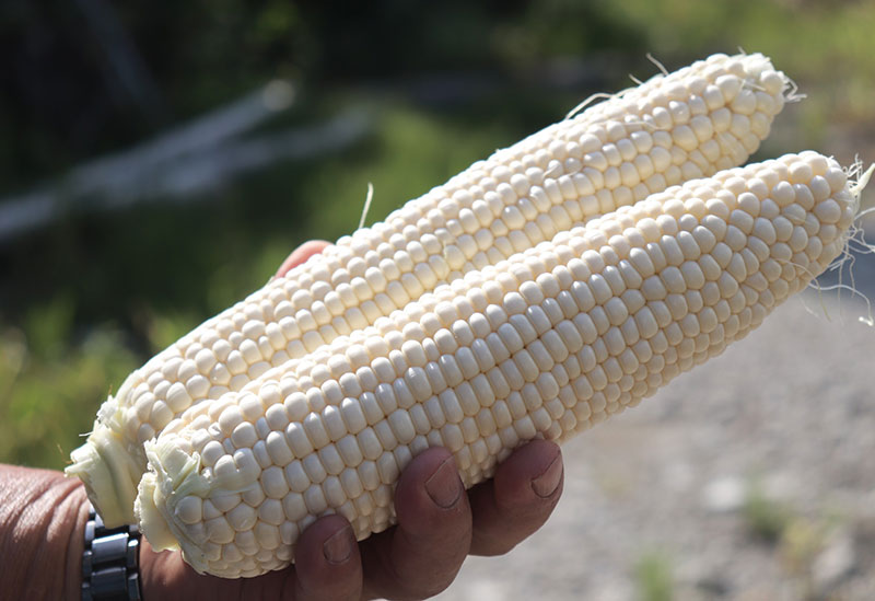 のぶちゃん農園