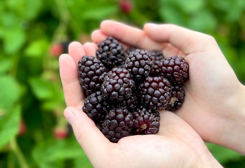 はなつむぎベリーファーム