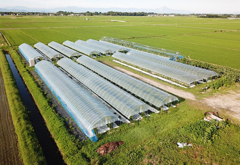 はなつむぎベリーファーム