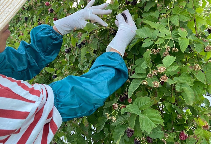 はなつむぎベリーファーム